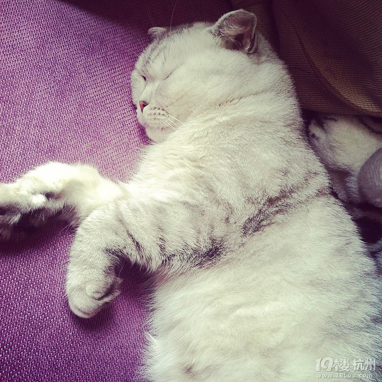 猫猫小数今天预产期,没动静,急啊-家有宠物-杭