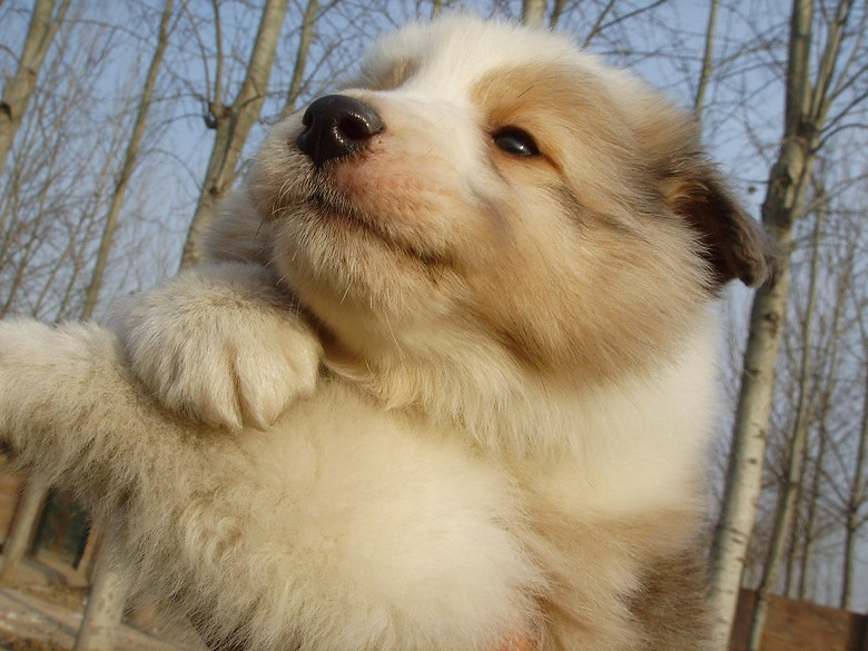 ◆◆◆ 出售喜乐蒂幼犬优雅女王最佳伴侣犬 ◆