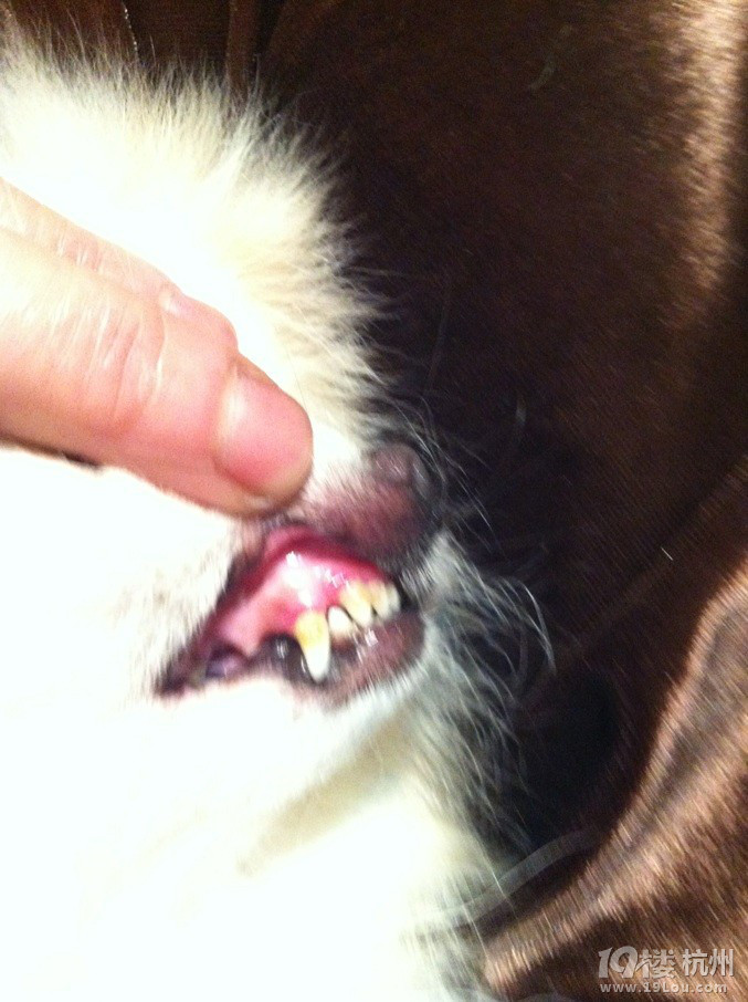 我家小博美 牙龈开始发黑 牙齿非常黄 最近吃东