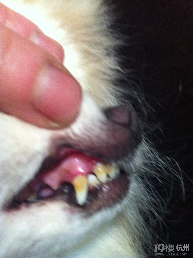 我家小博美 牙龈开始发黑 牙齿非常黄 最近吃东