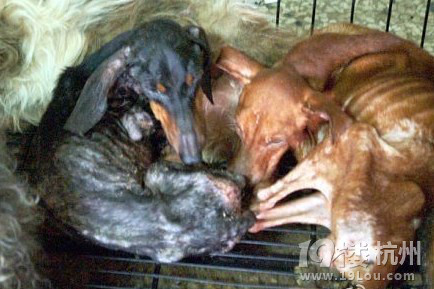 求求你,不要给我吃伟哥--品种犬公狗的哀求-宠