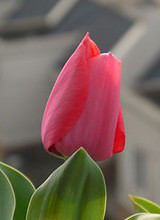 养花知识大全【19楼家庭养花技巧宝典】 持续