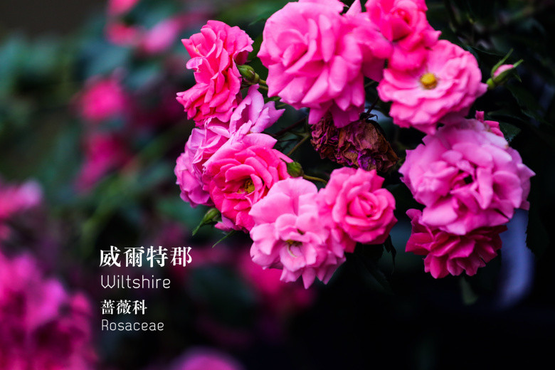 郭莊的花（二）