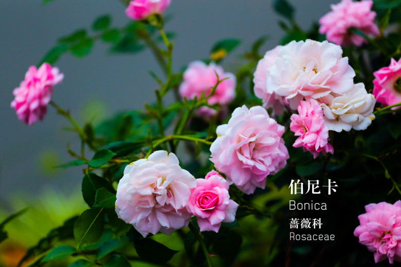 郭莊的花（二）