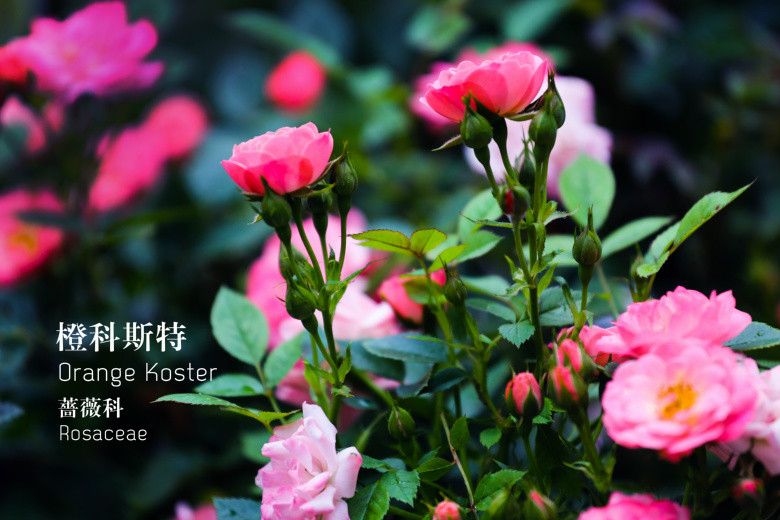 郭莊的花（二）