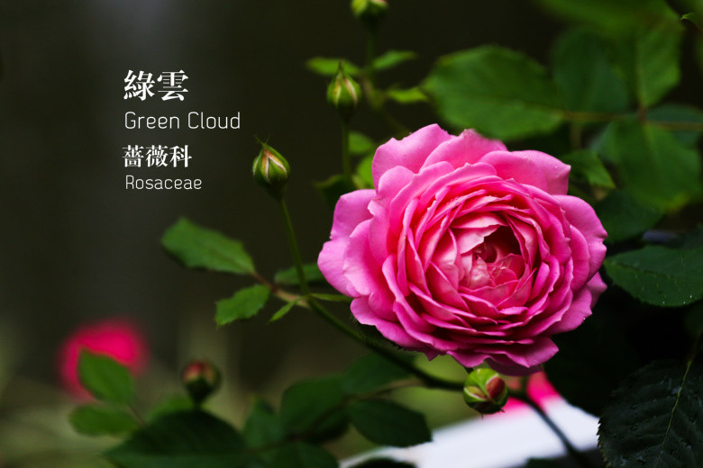 郭莊的花（二）