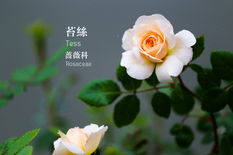 郭莊的花（二）
