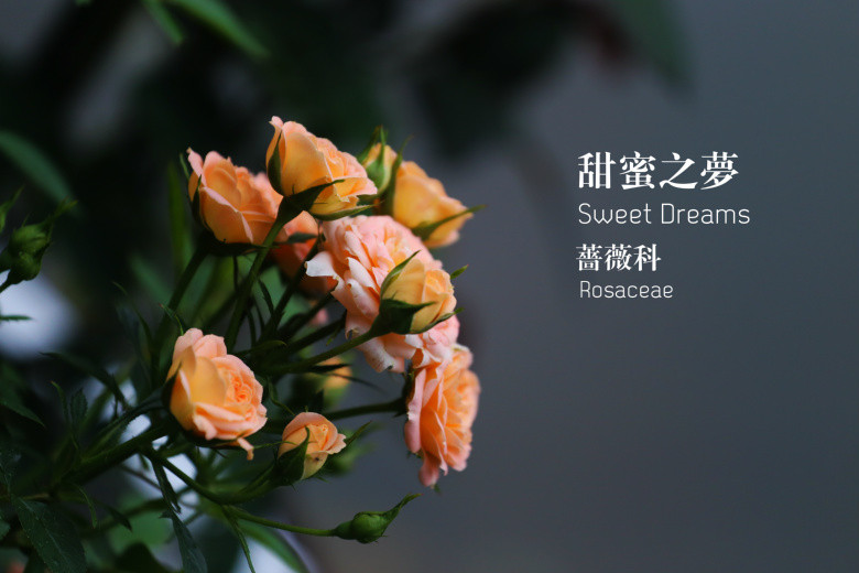 郭莊的花（二）