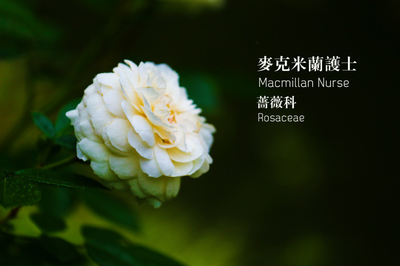 郭莊的花（二）