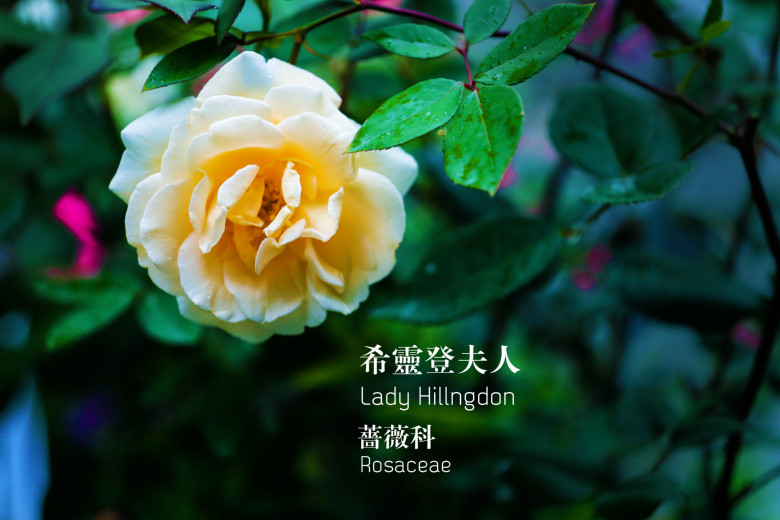 郭莊的花（二）