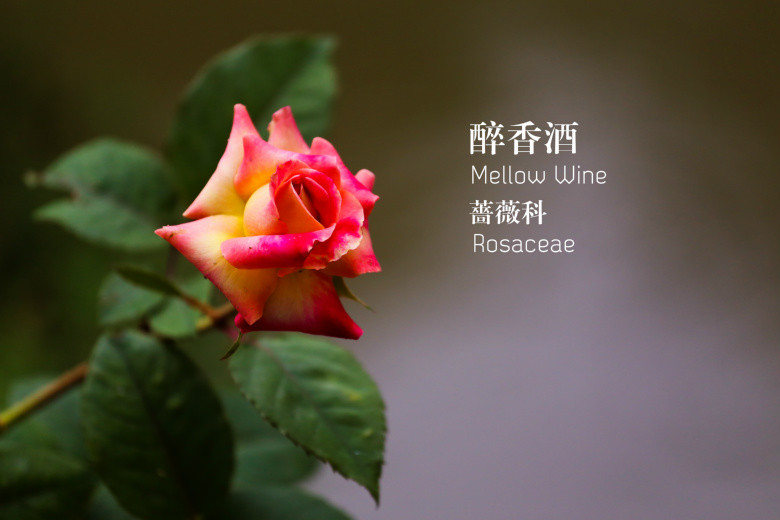郭莊的花（二）