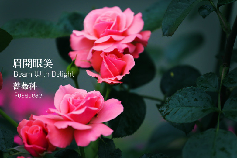 郭莊的花（二）