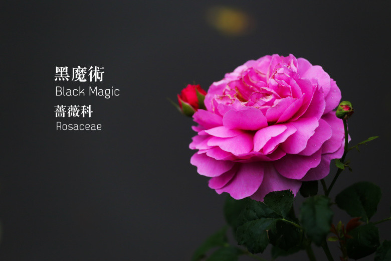 郭莊的花（二）