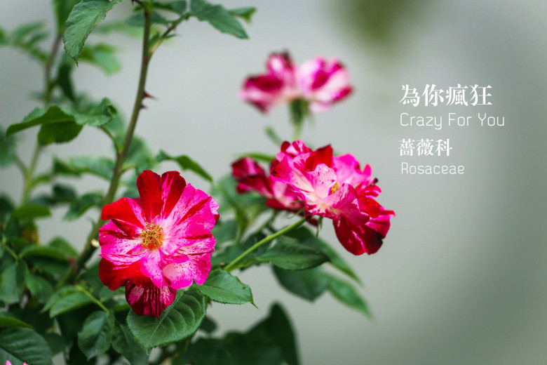 郭莊的花（二）