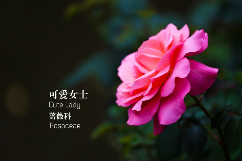 郭莊的花（二）