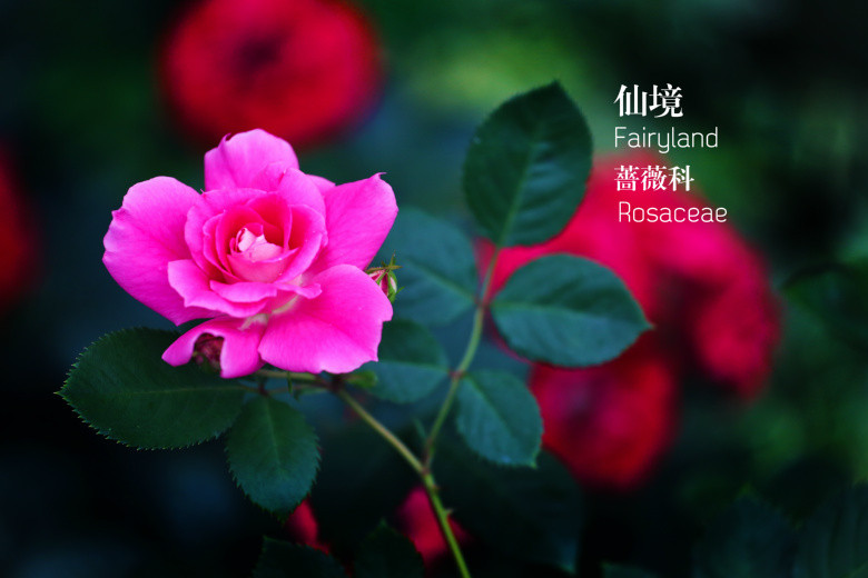 郭莊的花（二）