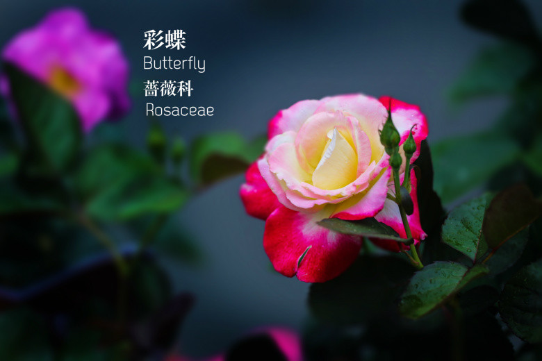 郭莊的花（二）