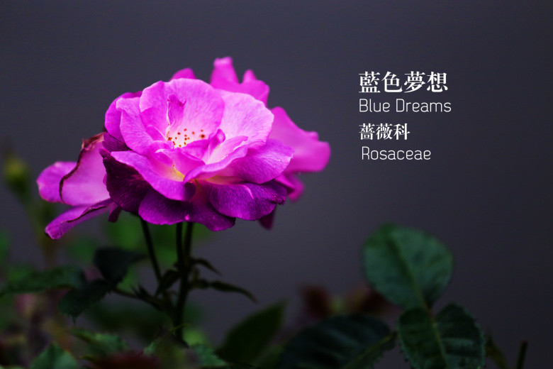 郭莊的花（二）