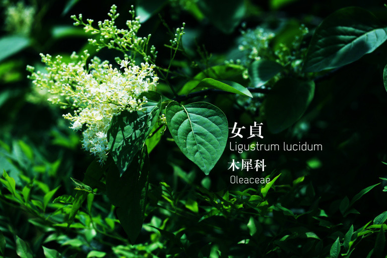郭莊的花（二）