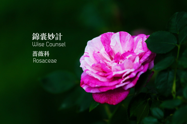 郭莊的花（二）