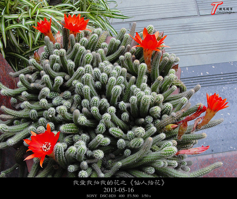 仙人指花