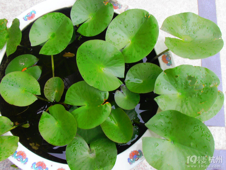 我养的睡莲和荷花能开花吗?-花鸟鱼虫-居家生