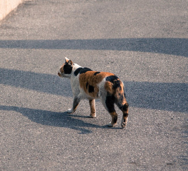 亲人大花猫求领养-免费送养-宠物相关交易区-杭州19楼