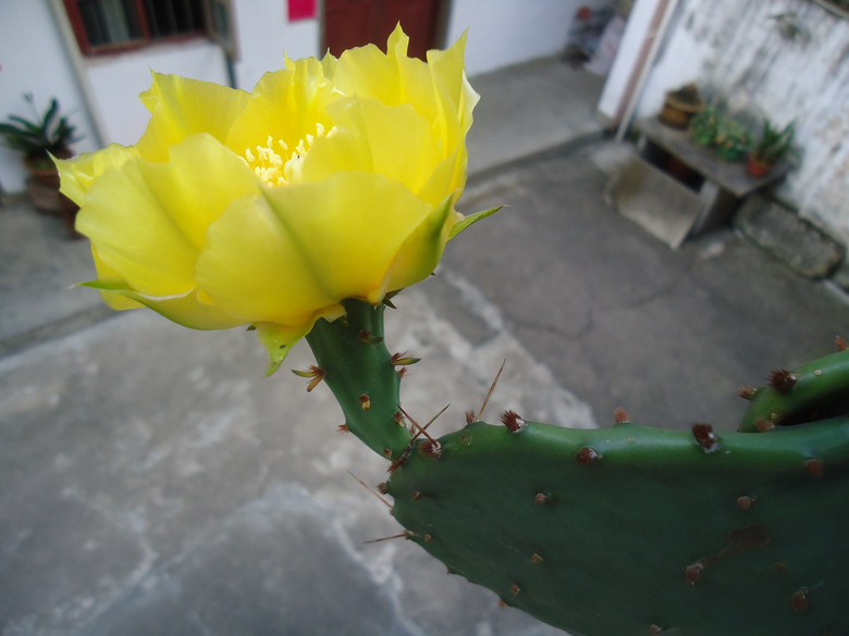 仙人掌的花语是--坚强-微距-19摄区-杭州19楼