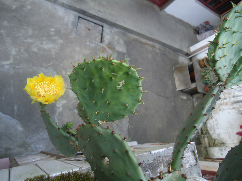 仙人掌的花语是--坚强-微距-19摄区-杭州19楼