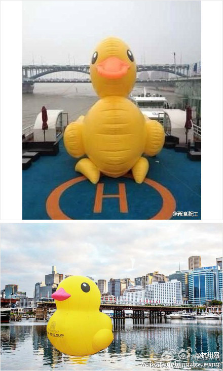 小黃鴨來杭州了！你看到了嗎？