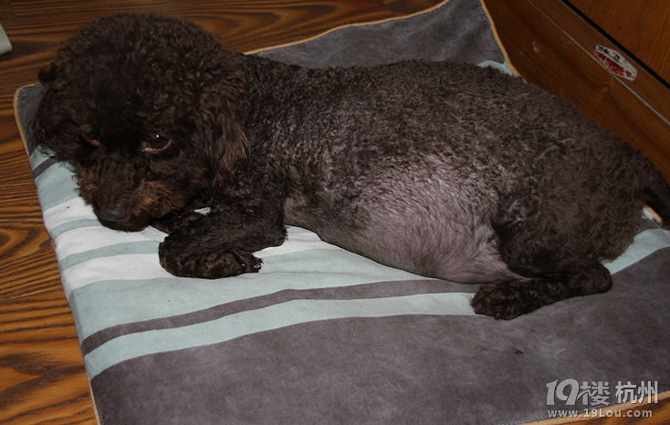 全母乳娃~巧克力泰迪小艾米们~ 开始找新家