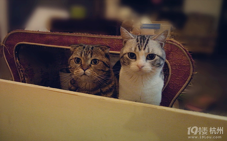 #miumiuu# #ëtomou# աrgӭP(gun)ע