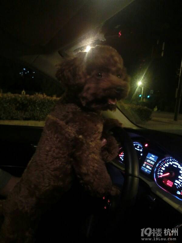 在滨江捡到一只小泰迪,有人认识么?求扩散帮找