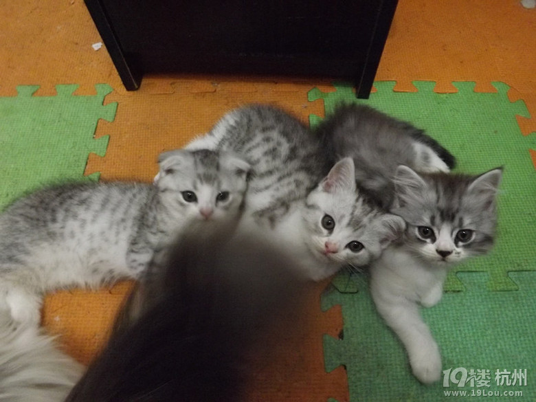 ۶С؈ˣ