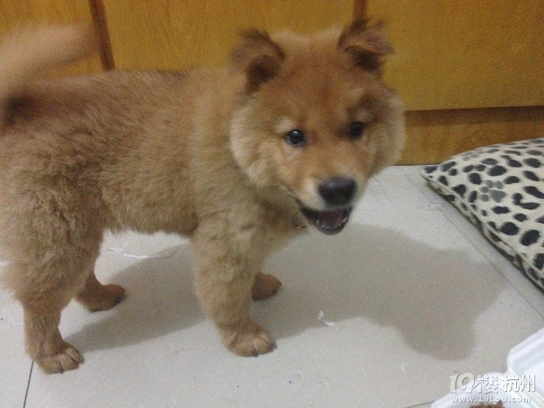 四个月小狗 免费领养-爱宠分享-家有宠物-杭州