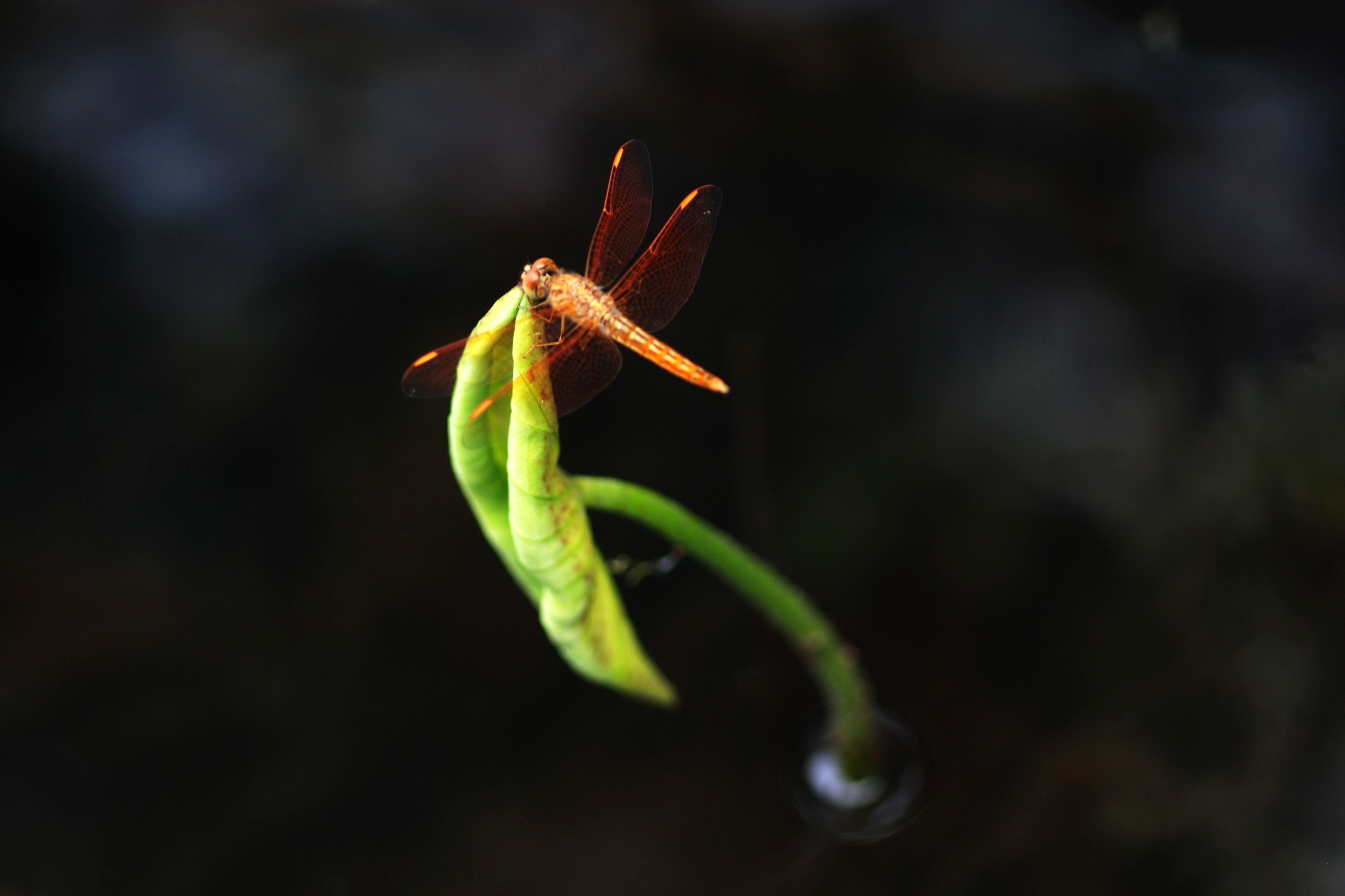 小荷才露尖尖角+早有蜻蜓立上头之完整版