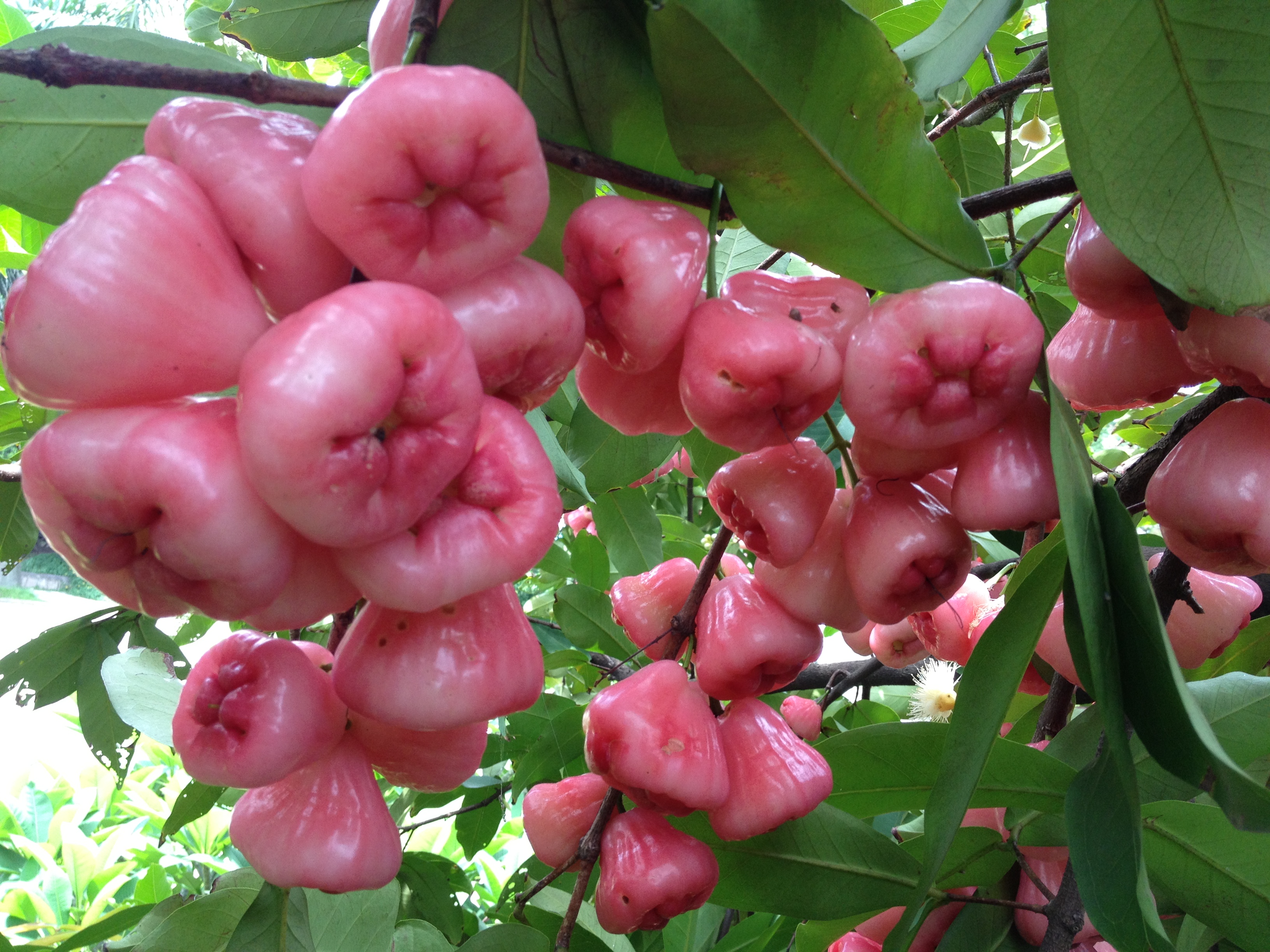 好吃又好看的莲雾果(二)