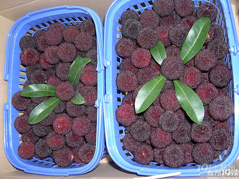 正宗仙居东魁杨梅原产地直销新鲜水果-发起团