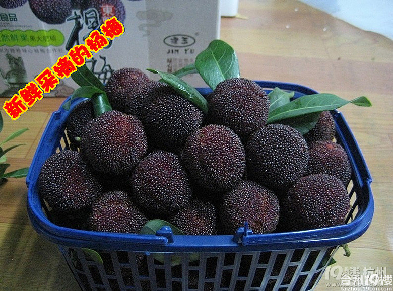 正宗仙居东魁杨梅原产地直销新鲜水果-发起团