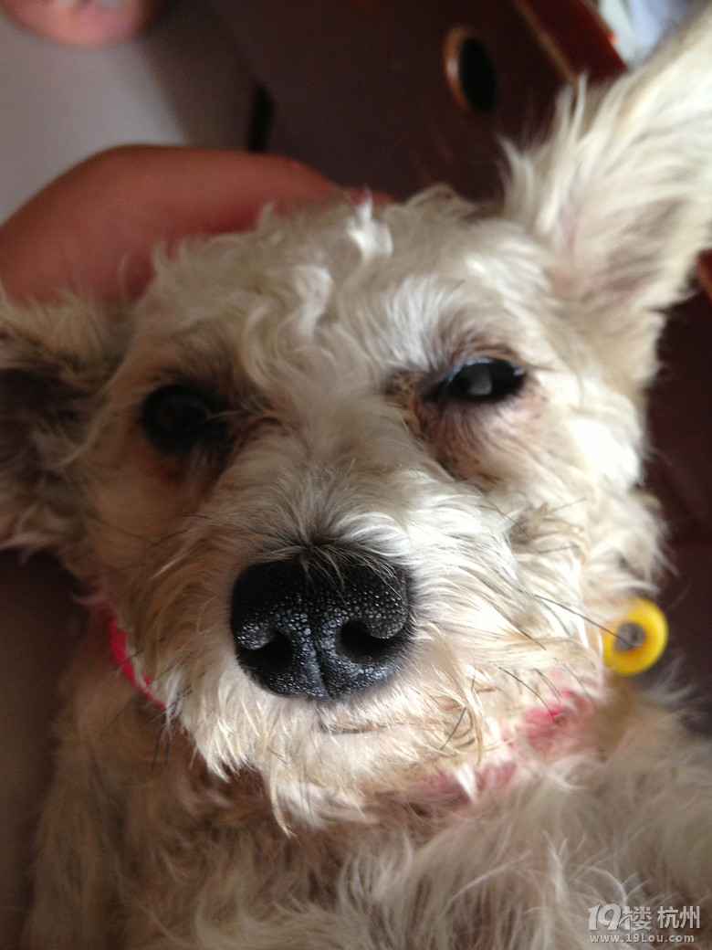 狗狗眼睛里有东西 好像长了水泡一样 有眼屎 -