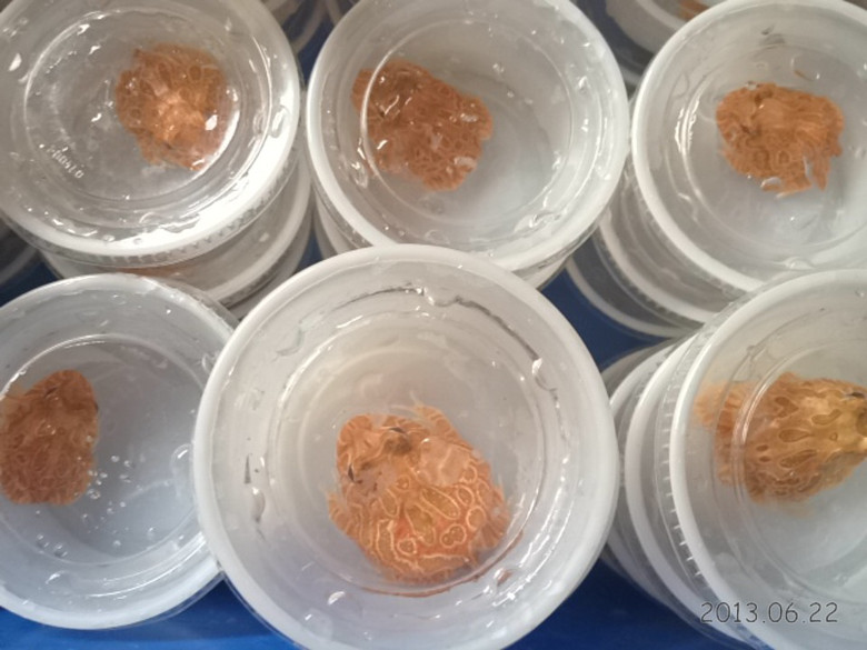 绿角蛙 黄金角蛙 蝴蝶角蛙 南瓜角蛙 美国苗现货接批-我要出售-宠物相关交易区-杭州19楼