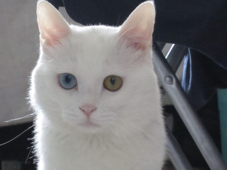 纯白色鸳鸯眼的非纯波斯猫GG & 泰国暹罗猫杂