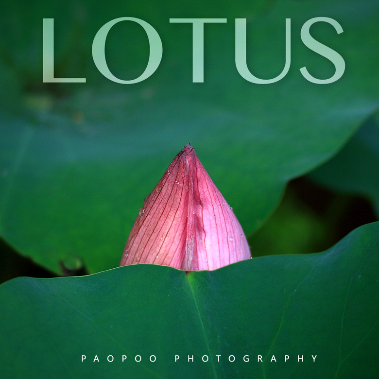 lotus[ҕXӛ]