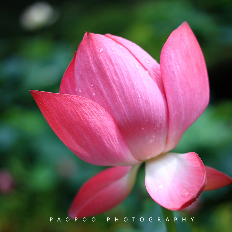 lotus[ҕXӛ]