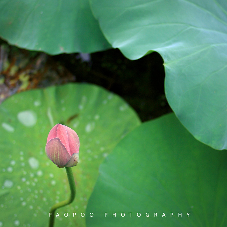 lotus[ҕXӛ]