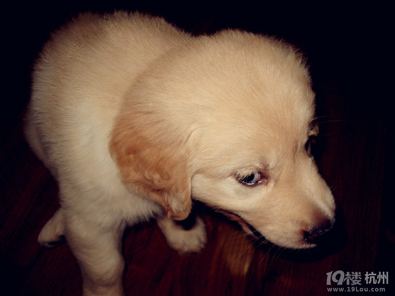 我家金毛宝宝吃多了,消化不良了。大便时好时