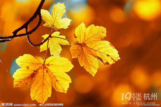 《秋天的枫叶》-<em>都市</em>/言情-<em>女性阅读</em>-杭州<em>19楼</em>