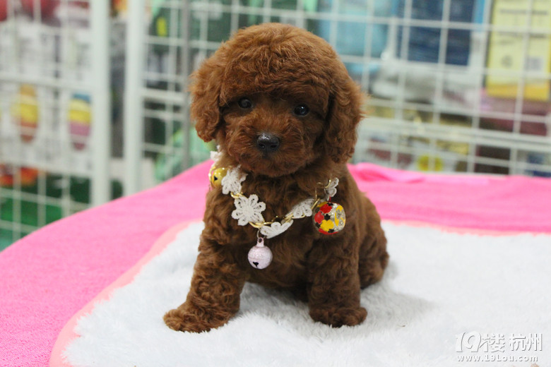 萌仔萌物超萌小可爱-爱宠分享-家有宠物-杭州19楼