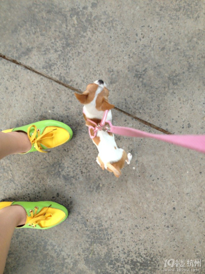 提莫队长 正在待命 嘿嘿 我们家的小提莫 超萌大