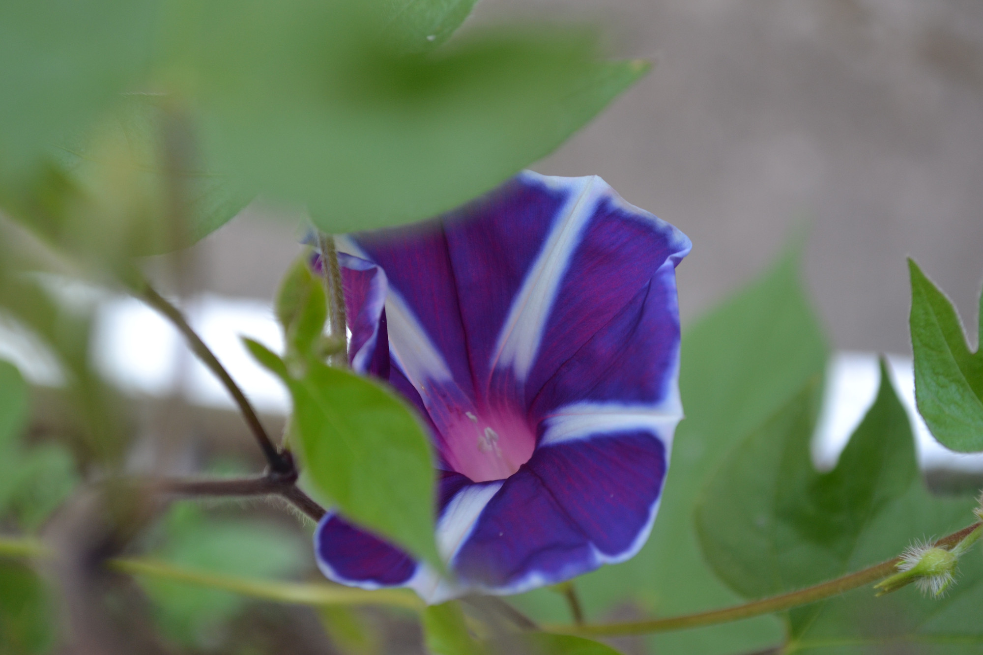 试新款鸭梨牌手机拍照效果